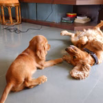 Pet-friendly café with dedicated pet-friendly menu in London