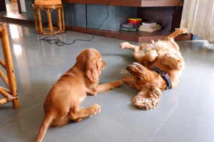 10 Irresistible Pet-Friendly Menus in London Cafés